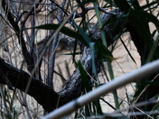 Big Bend National Park