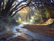 Tonto National Forest