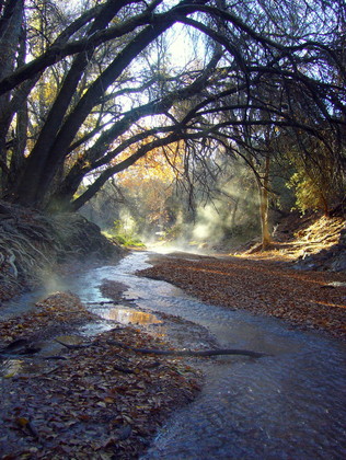 Tonto National Forest