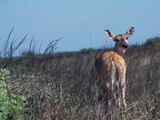 Padre Island National Seashore