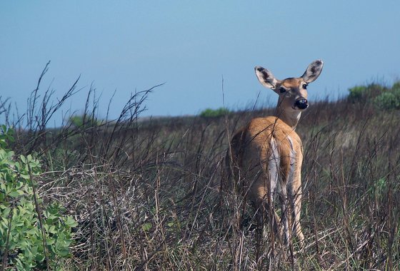 Padre Island National Seashore