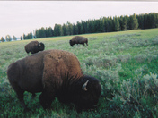 YELLOWSTONE NATIONAL PARK