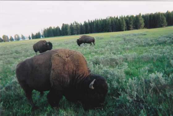 YELLOWSTONE NATIONAL PARK