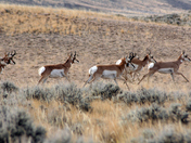 McCullough Peaks Herd Management Area