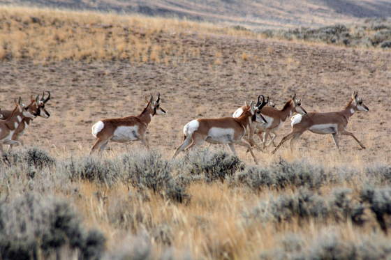 McCullough Peaks Herd Management Area