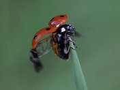 Hagerman National Wildlife Refugre