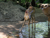 Shenandoah National Park