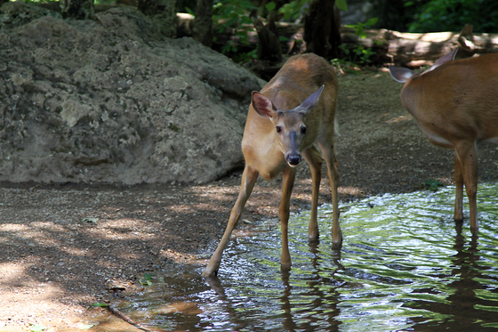 Shenandoah National Park