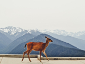 Olympic National Park