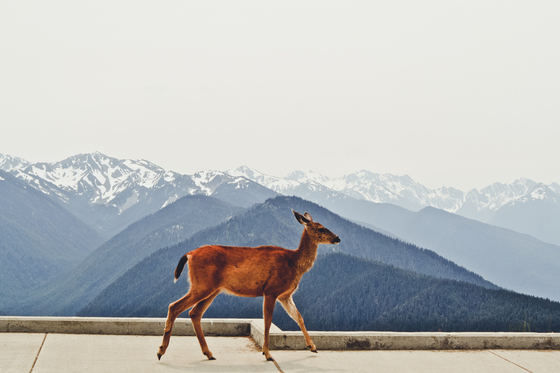 Olympic National Park