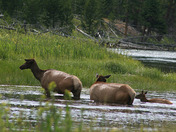 Yellowstone National Park