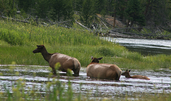 Yellowstone National Park