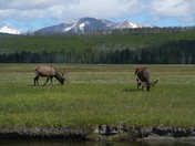 Yellowstone National Park