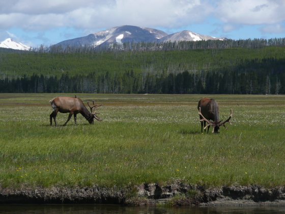 Yellowstone National Park