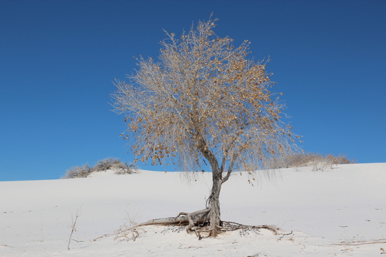 White Sands National Monument