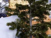 Bryce Canyon