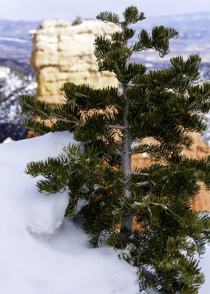 Bryce Canyon