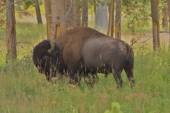 Yellowstone National Park