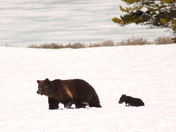 Yellowstone National Park