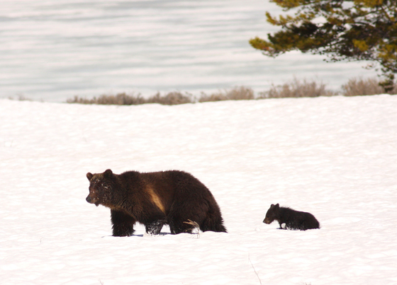 Yellowstone National Park