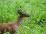 Great Smoky Mountains National Park Service