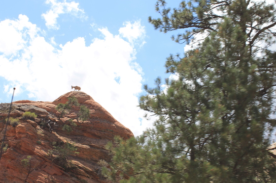 Zion National Park