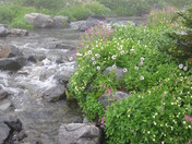 Mount Rainier National Park
