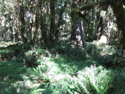 Olympic National Park