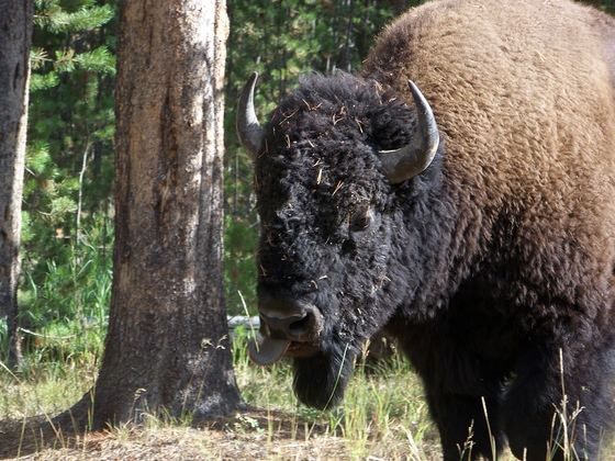 Yellowstone