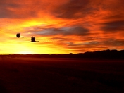 Bosque delApache Bird Refuge NM