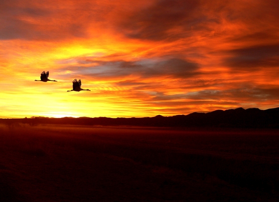 Bosque delApache Bird Refuge NM