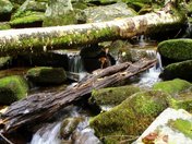 Smoky Mountain National Park, TN