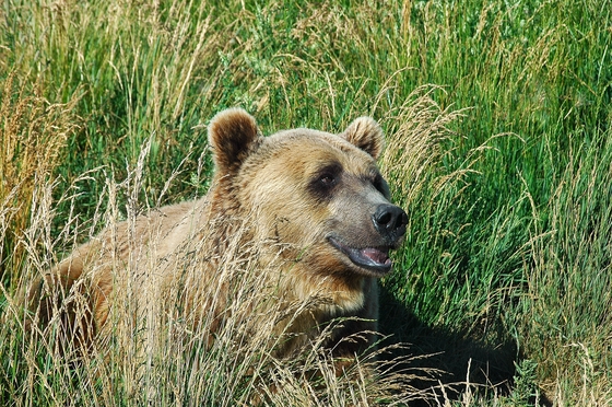 Yellowstone National Park