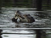 Banks Lake National Wildlife Refuge