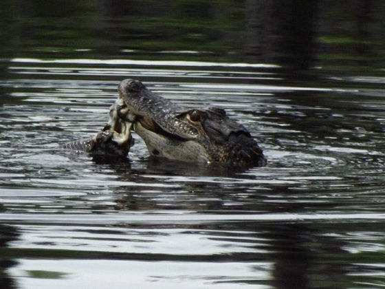 Banks Lake National Wildlife Refuge