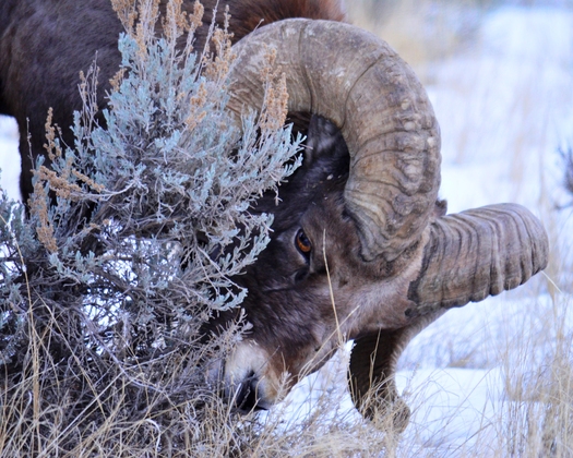 Yellowstone