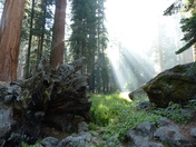 Sequoia National Park