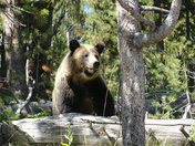 Yellowstone National Park