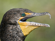 Everglades