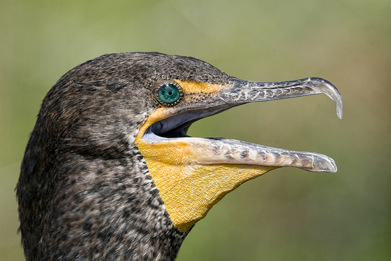 Everglades