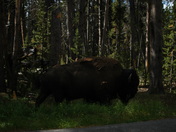 Yellowstone