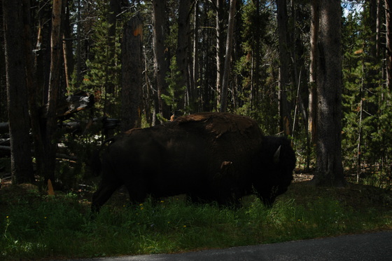 Yellowstone