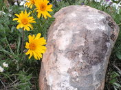 Shoshone National Forest