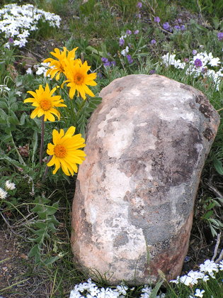 Shoshone National Forest