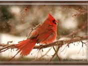 Cardinal