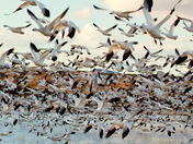 Bosque Del Apache NWR