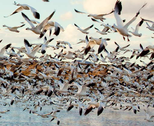 Bosque Del Apache NWR