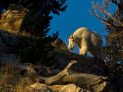 Yellowstone
