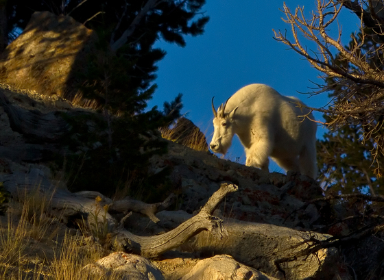 Yellowstone