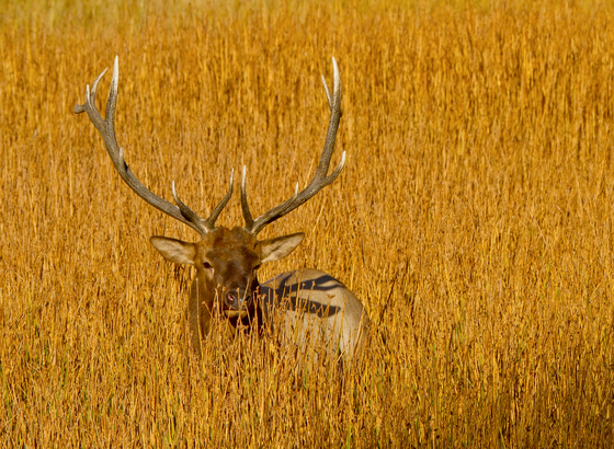 Yellowstone National Park